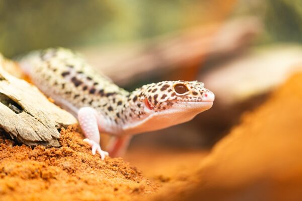 Auf den Spuren des Geckos  